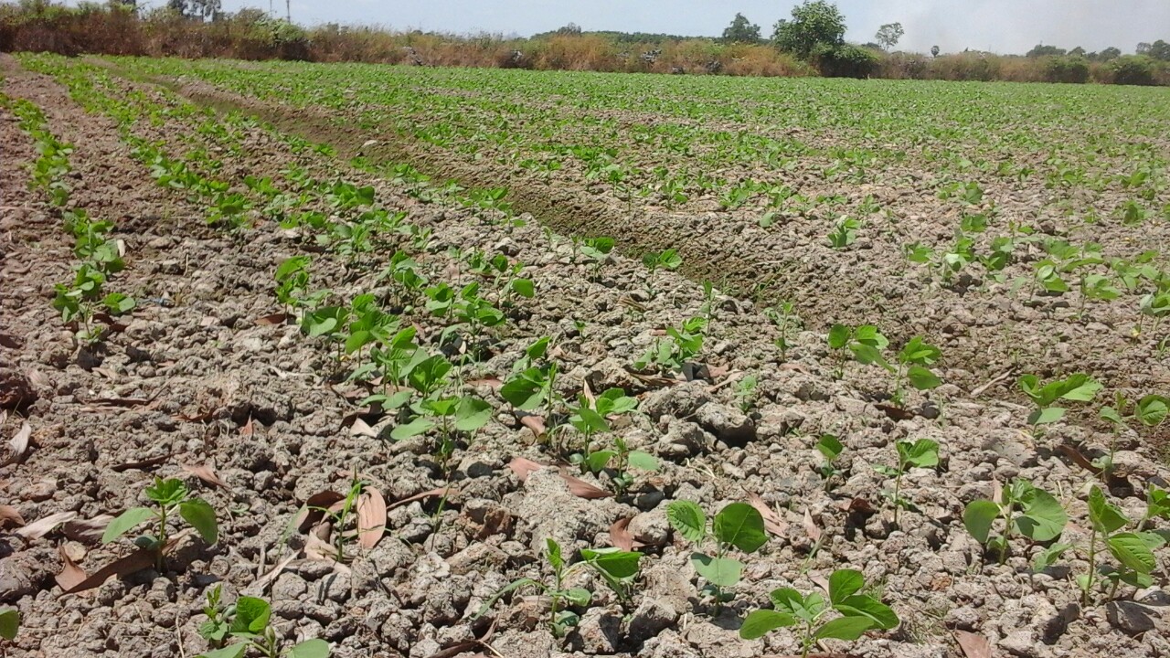Dự án Hidano liên kết trồng đậu nành cùng tại Kiên Giang 