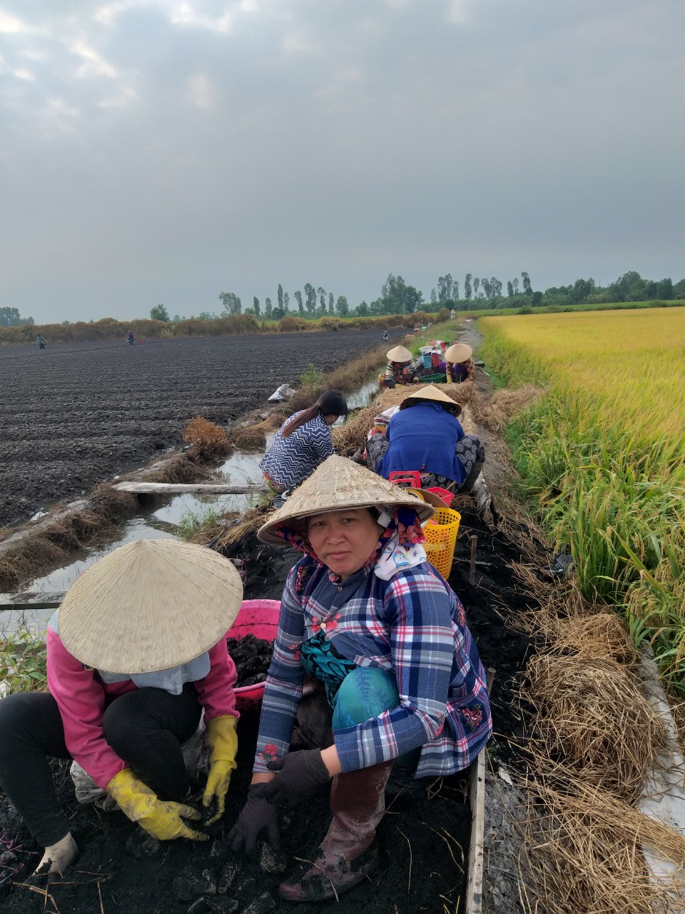 Dự án liên kết trồng khoai mỡ tại Kiêng Giang