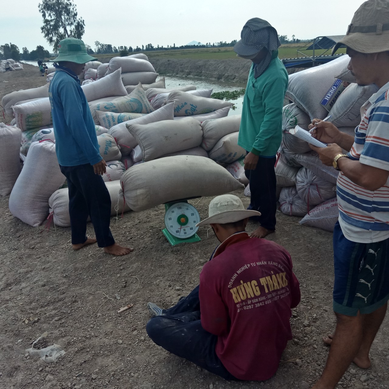 Liên kết trồng  300 hecta lúa đang thu hoạch tại Hòn Đất - Kiêng Giang