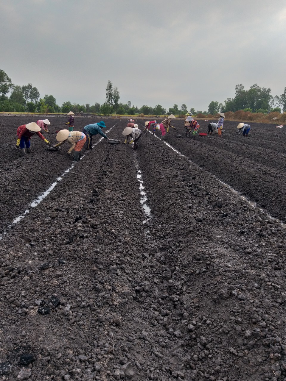 Dự án liên kết trồng khoai mỡ tại Kiêng Giang - chuẩn bị đất