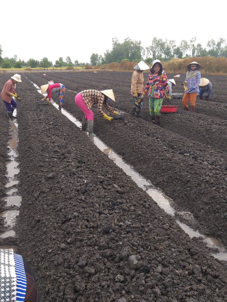 Dự án liên kết trồng khoai mỡ tại Kiêng Giang - bà con đang gieo trồng khoai mỡ