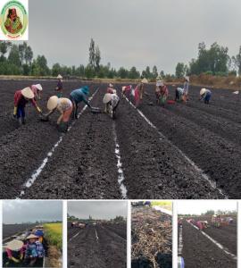Dự án liên kết trồng khoai mỡ tại Kiêng Giang mùa vụ 2019 - 2020