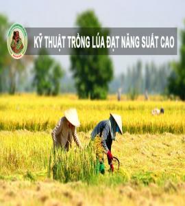 Kỹ thuật canh tác hay trồng lúa