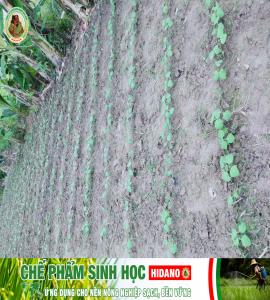 Highland Dano Liên kết sản xuất trồng đậu nành rau
